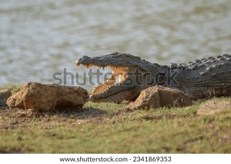 Mouth opened crocodile in Yala , Sri Lanka Royalty-Free Stock Photo #2341869353
