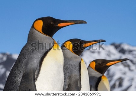 What did you say; Two king penguins and, elephant seals catching the light; Which of you is going, to feed me; Pair of king penguins with, an oakum boy begging to be fed