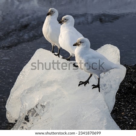 Trio of snowy sheathbills, on ice; Saint Andrews Bay, South Georgia