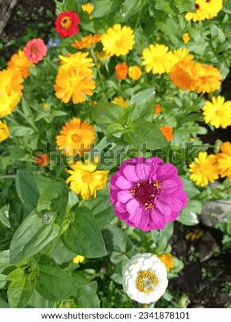 Top view of some pretty blooming zinnias and marigolds.