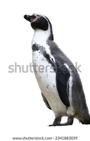 Humboldt penguin (Spheniscus humboldti) seen from the side 
