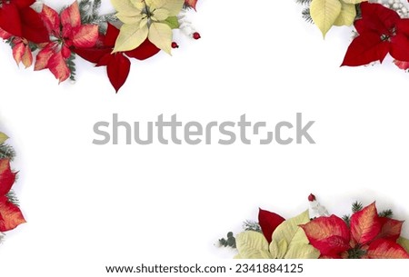 Christmas decoration. Flowers of white yellow and orange red orange poinsettia, branch christmas tree, berries mistletoe, red berries on white background with space for text. Top view, flat lay