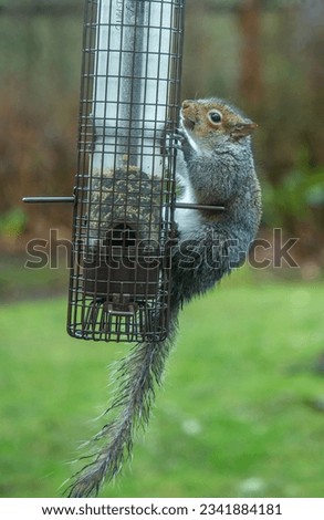 A gray squirrel hanging on a squirrel proof bird feeder