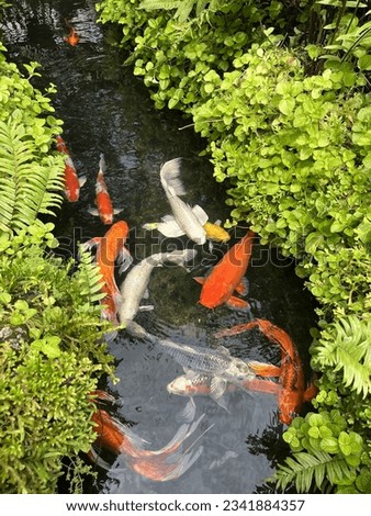 Carp pond,Beautiful koi fish are playing in the pond with their friends.