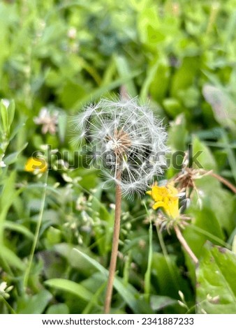 A beautiful dandelion picture, depicting the real picture of nature.