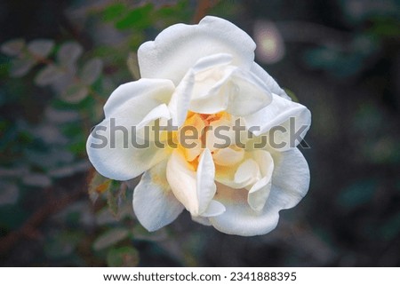 Beautiful delicate white rose in the garden close-up.