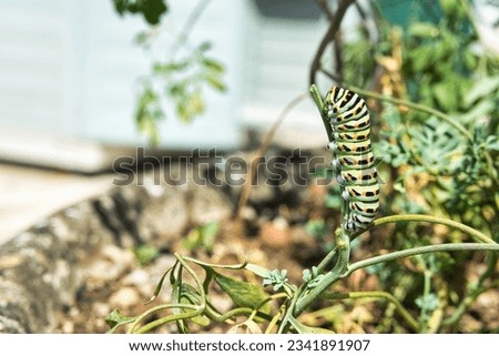 Caterpillar perfectly camouflaged in the surrounding environment                          