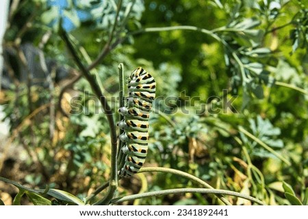 Caterpillar perfectly camouflaged in the surrounding environment                          
