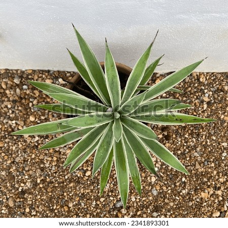 Succulent plant in a pot on the ground, top view