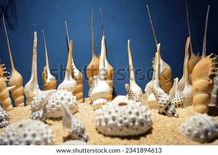 seashells and corals at the bottom of the sea
