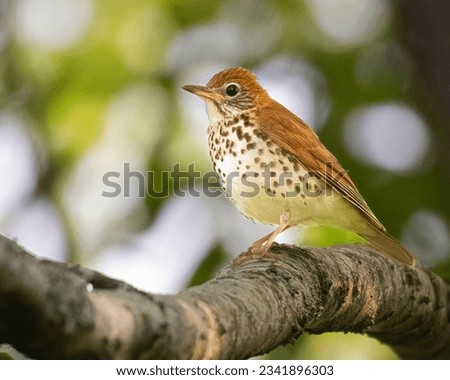 Wood Thrush is the songster of the forest with its flute like song echoing through the woods Royalty-Free Stock Photo #2341896303