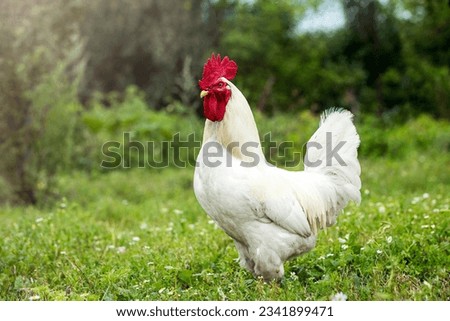 Portrait of a white rooster on a green lawn in sunlight. Royalty-Free Stock Photo #2341899471
