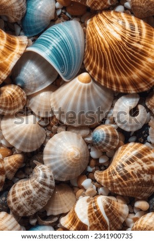 natural seashells  nice picture in world
