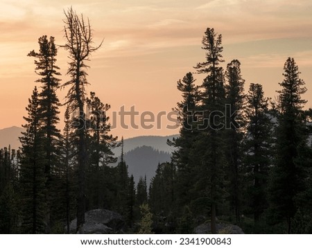 Cedar mountains at dawn. Atmospheric landscape with silhouettes of forest mountains on background of bright dawn sky. Colorful nature scenery with sunset or sunrise. Sundown in faded tones.
