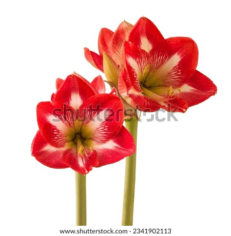 Blooming white and red hippeastrum (amaryllis)   "Monte Carlo"  Galaxy Group  on white backgrounds isolated Royalty-Free Stock Photo #2341902113