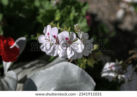 Vibrant red and pink blooming geranium flowers in decorative flower pot close up, floral wallpaper background with mixed red and pink geranium Pelargonium.