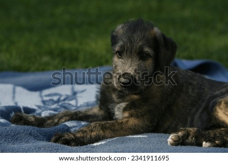 Cute Irish wolfhound puppy in portrait Royalty-Free Stock Photo #2341911695