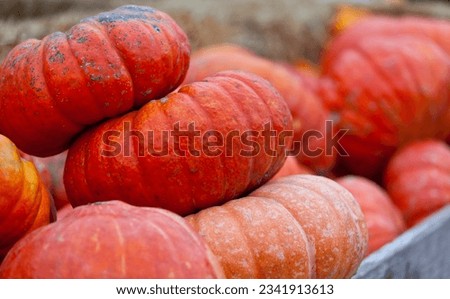huge orange pumpkins at pumpkin patch
