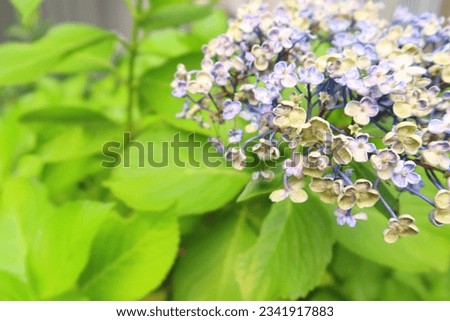 Beautiful hydrangea pictures on a summer day