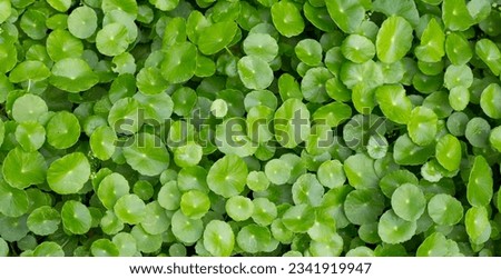 Centella asiatica (gotu kola). Fresh green leaves herb background. Royalty-Free Stock Photo #2341919947