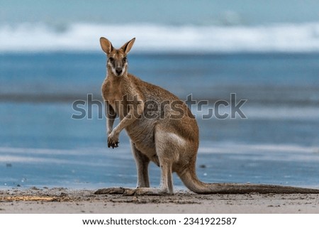 Kangaroo Looking at Camera on the Beach at Cape Hillsborough, Queensland, Australia.