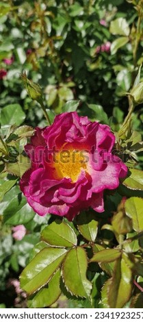 Rosehip French, or Rosehip Gallic (lat. Rósa gállica) - perennial shrub.