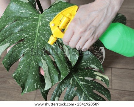 Caring for the Thai constellation monstera, washing the leaves with a sprayer. Royalty-Free Stock Photo #2341928589