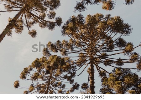 araucaria tree in the sky Royalty-Free Stock Photo #2341929695