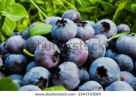 Homegrown blueberry in the grass close up. Ripe blueberry berries on green clover. Highbush, huckleberry or tall blueberry. Harvest of blueberry in the garden Royalty-Free Stock Photo #2341933069