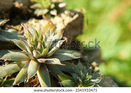 Succulents growing on rocks. Desert garden with succulents. Closeup of cacti growing between rocks on a mountain. Indigenous South African plants in nature. Modern gardening. Side view, copy space. Royalty-Free Stock Photo #2341933471
