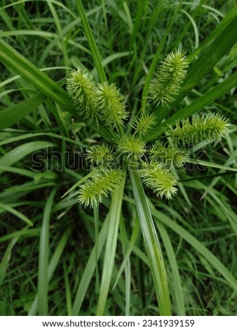 Cyperus strigosus kind of flower pictures 
Plant 