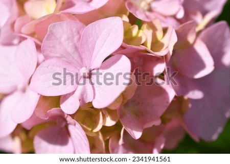 beautiful  blossom  of soft pink hydrangea  at sunny day. macro