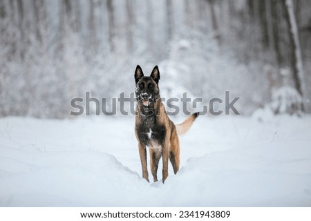 Belgian Shepherd Dog in the snow. Malinois dog in winter landscape Royalty-Free Stock Photo #2341943809