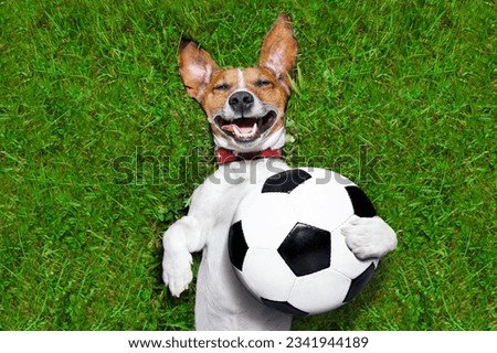 soccer dog holding a ball and laughing out loud