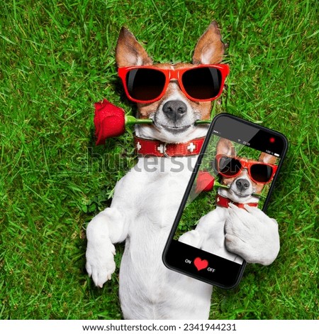 dog with a red rose in his mouth taking a selfie