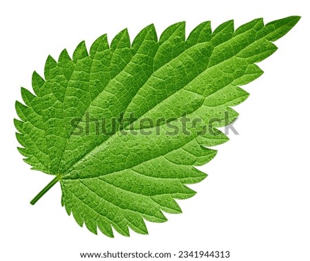 Nettle isolated on white background, clipping path, full depth of field Royalty-Free Stock Photo #2341944313