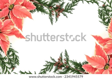 Poinsettia flower thanksgiving background border with cedar cypress leaf sprigs over white.