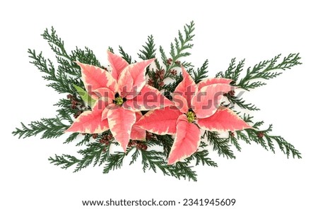 Poinsettia flower thanksgiving decoration with cedar cypress leaf sprigs over white.