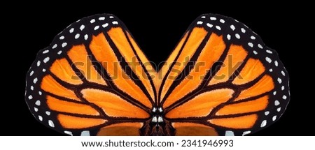 abstract pattern of monarch butterfly wings. wings of a bright orange butterfly.