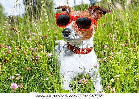 dog in green grass looking so cool