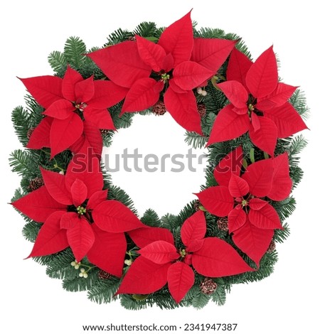 Poinsettia flower wreath with fir and mistletoe over white background.