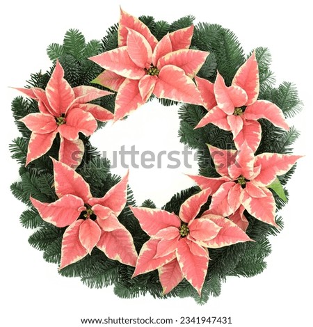 Poinsettia flower wreath with fir over white background.