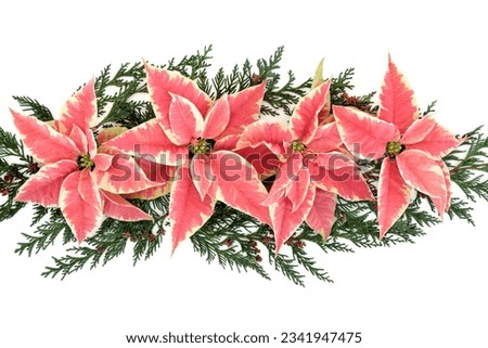 Poinsettia flower thanksgiving decoration with cedar cypress leaf sprigs over white background.