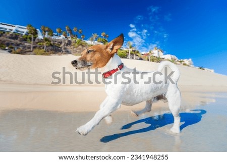 dog having fun running on the beach on summer vacation holidays