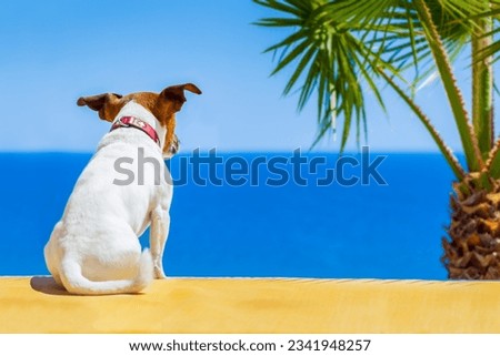dog watching the summer vacation view on the beach