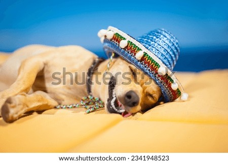 drunk chihuahua dog having a siesta with crazy and funny silly face