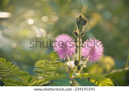 Closeup photo of a thistle wildflower in the field in thailand