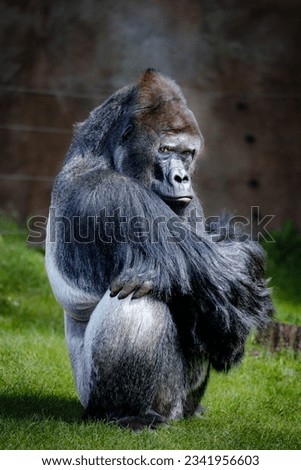 close up portrait of male primate gorilla sitting outside