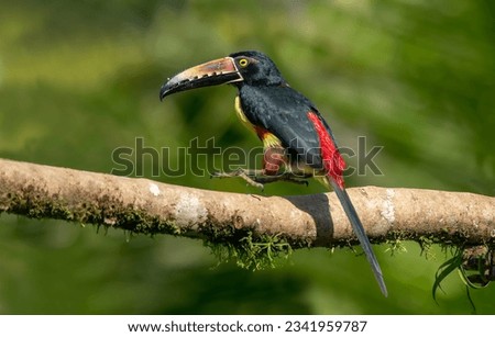 A collared aracari toucan in Costa Rica