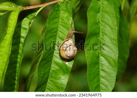 Grove snail or brown-lipped snail (Cepaea nemoralis) of the family Helicidae on a leaf of the peachtree, Prunus persica Melred. Dutch garden, summer, August                                             Royalty-Free Stock Photo #2341964975